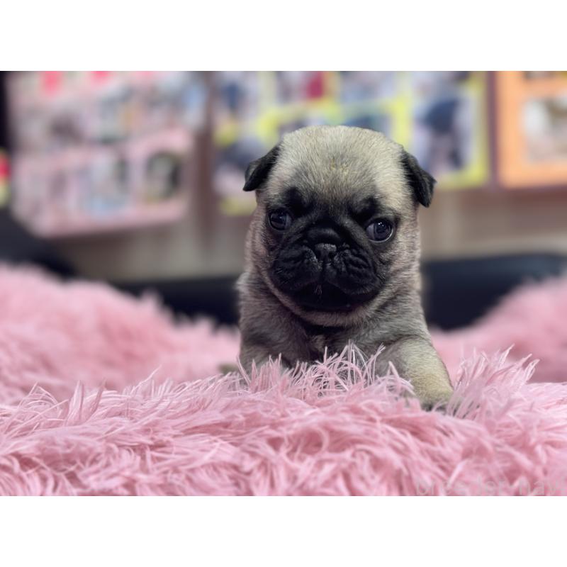 成約済の岐阜県のパグ-414505の14枚目