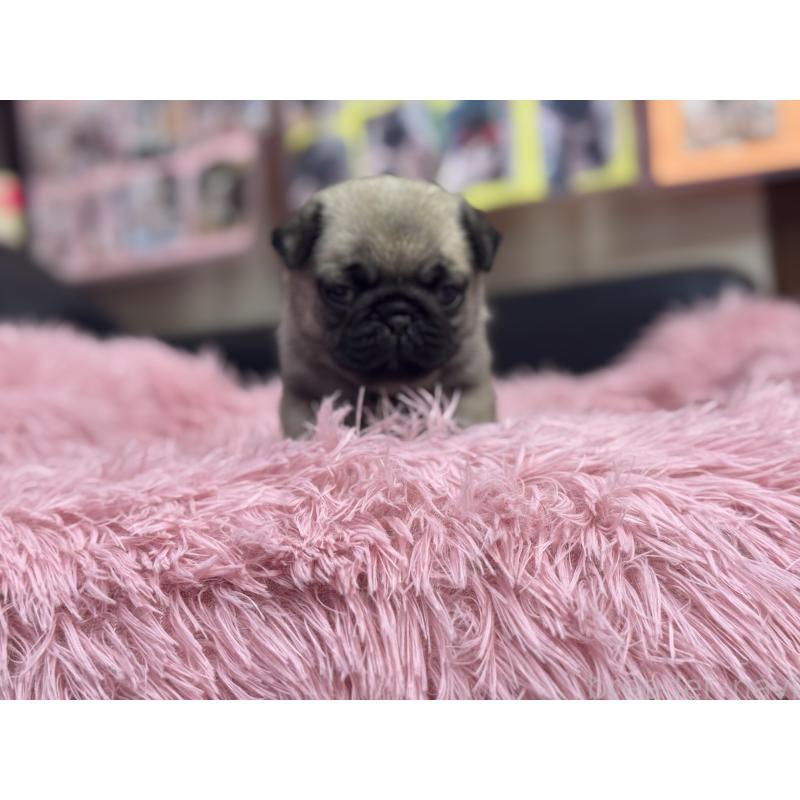 成約済の岐阜県のパグ-414505の13枚目