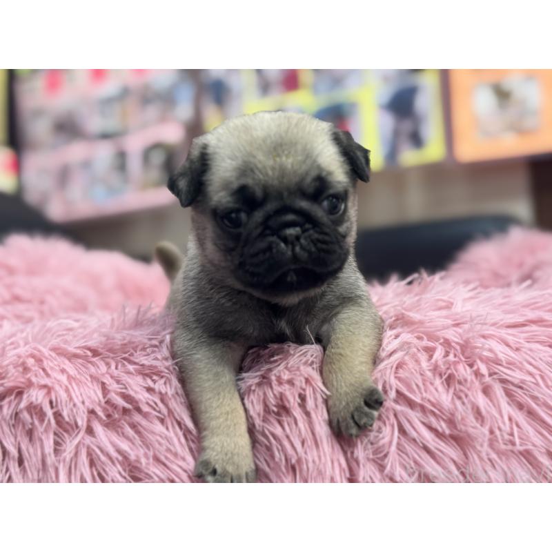 成約済の岐阜県のパグ-414505の12枚目