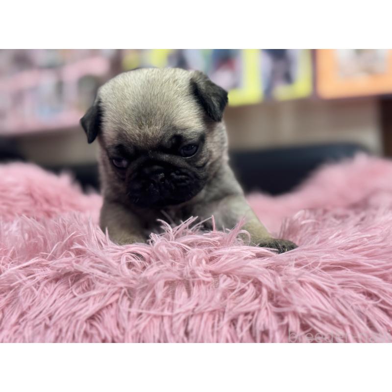 成約済の岐阜県のパグ-414505の11枚目