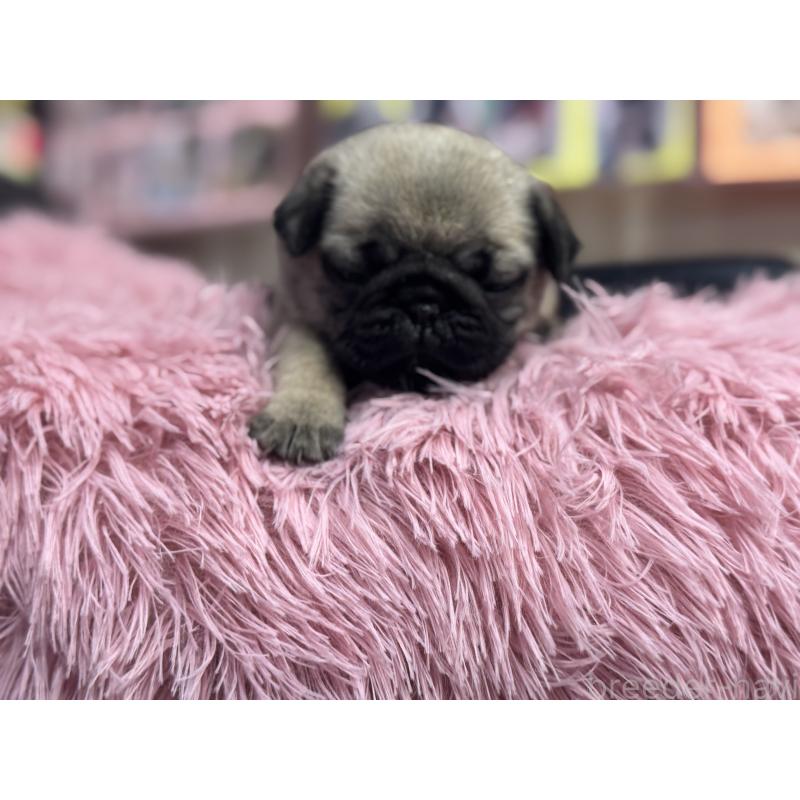 成約済の岐阜県のパグ-414505の10枚目