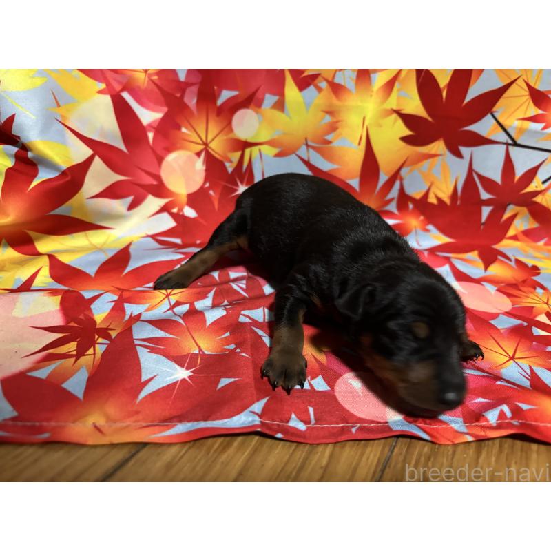 商談中の千葉県のトイマンチェスターテリア-414206の6枚目