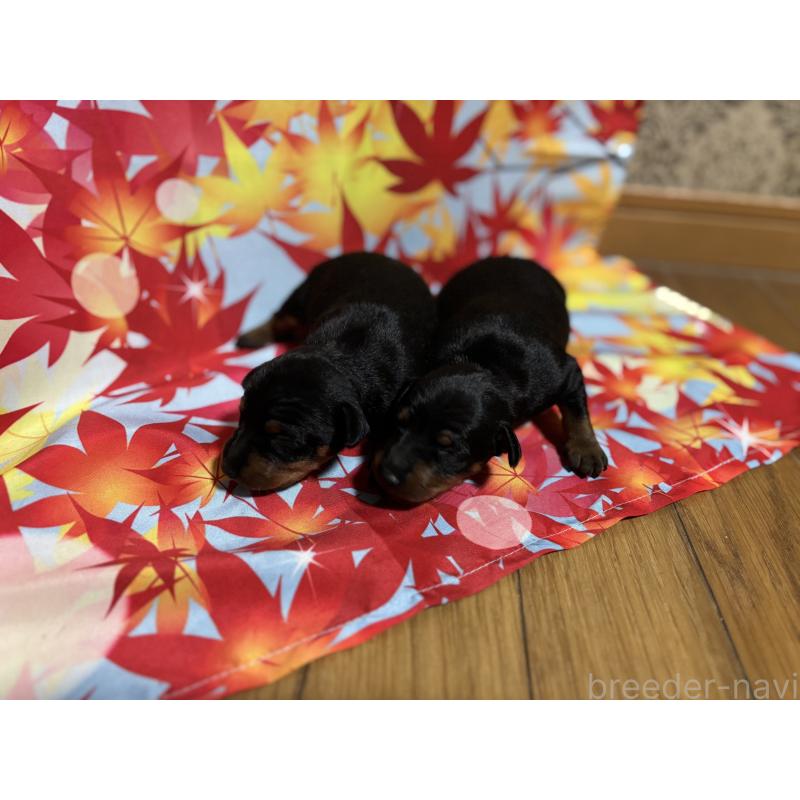 商談中の千葉県のトイマンチェスターテリア-414206の5枚目