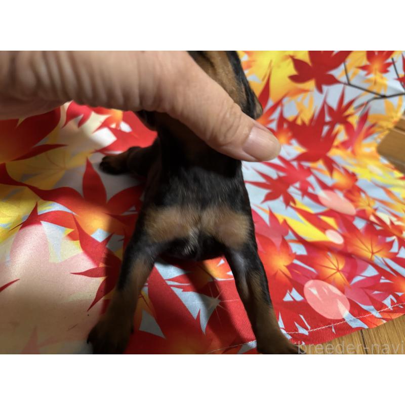 商談中の千葉県のトイマンチェスターテリア-414205の9枚目