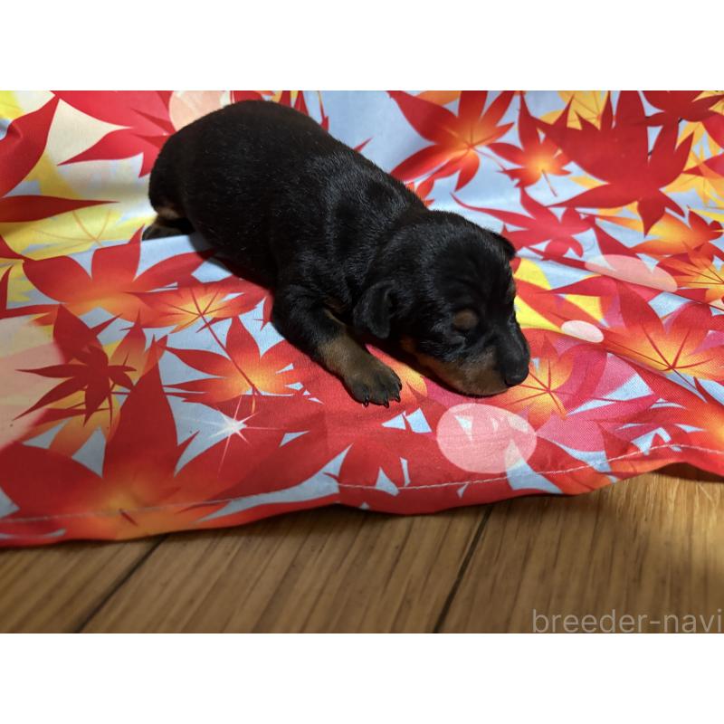 商談中の千葉県のトイマンチェスターテリア-414205の8枚目