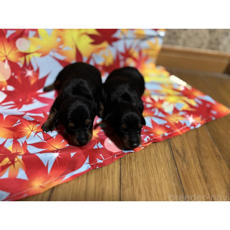 商談中の千葉県のトイマンチェスターテリア-414205の7枚目