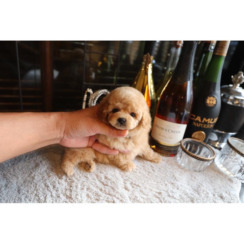 成約済の埼玉県のタイニープードル-414815の5枚目