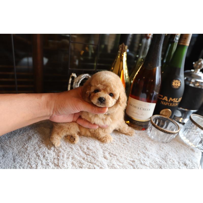 成約済の埼玉県のタイニープードル-414815の4枚目