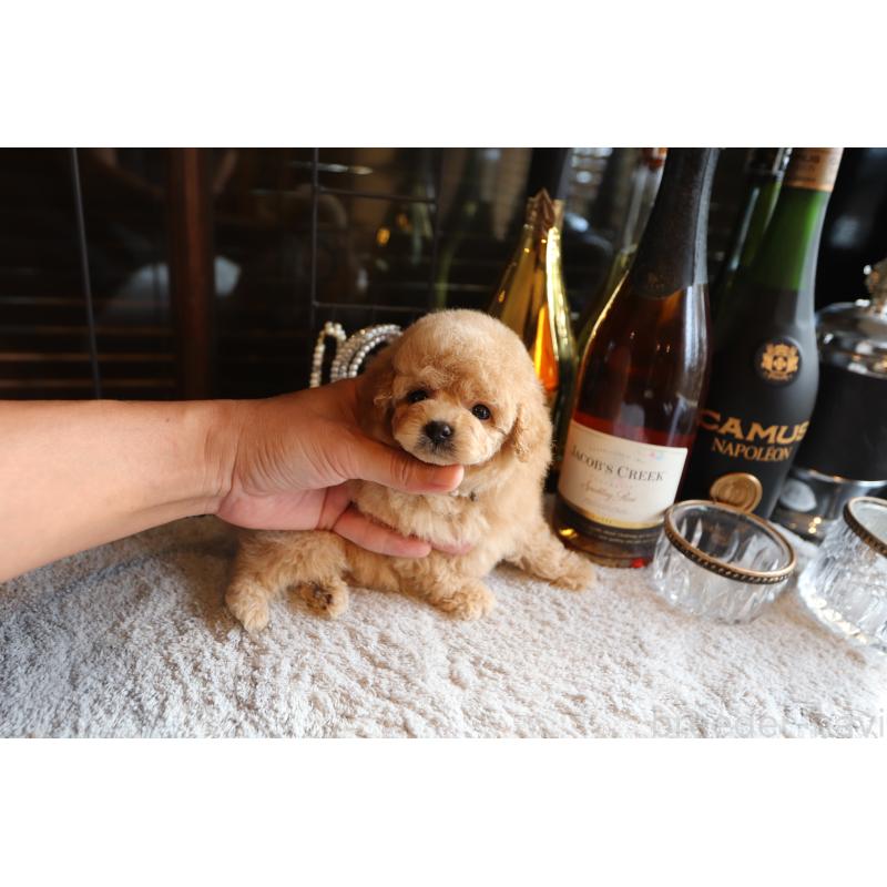 成約済の埼玉県のタイニープードル-414815の3枚目