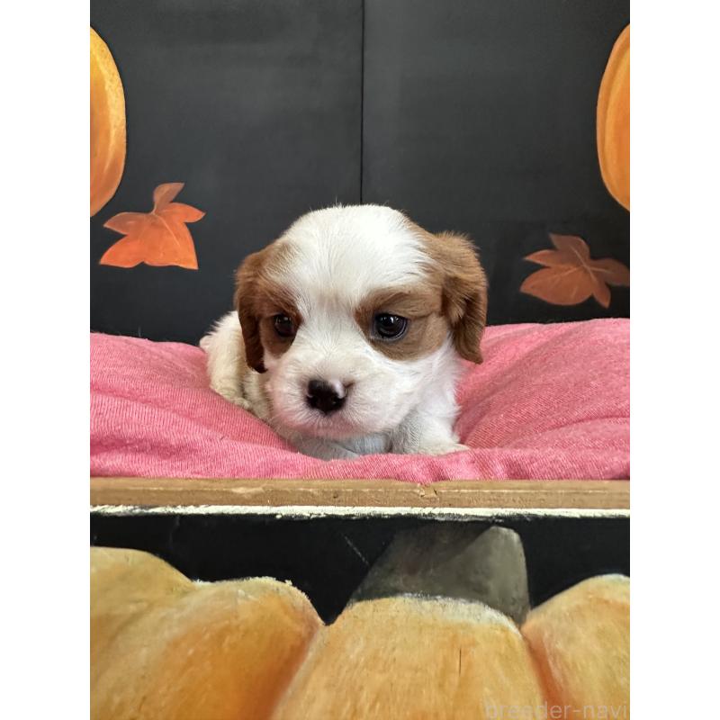 販売中の埼玉県のキャバリアキングチャールズスパニエル-415337の2枚目