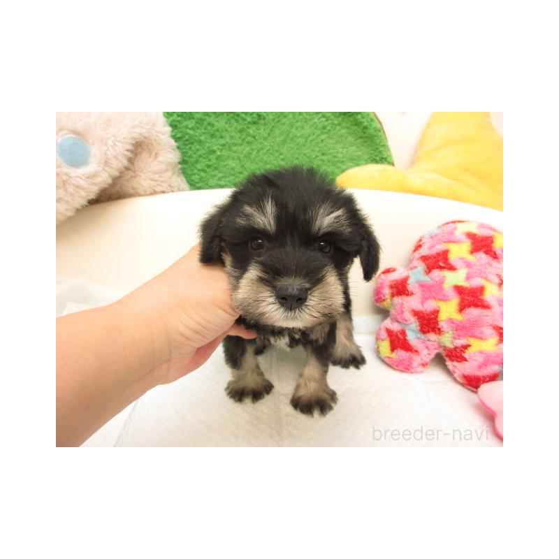 販売中の大阪府のミニチュアシュナウザー-415335の2枚目