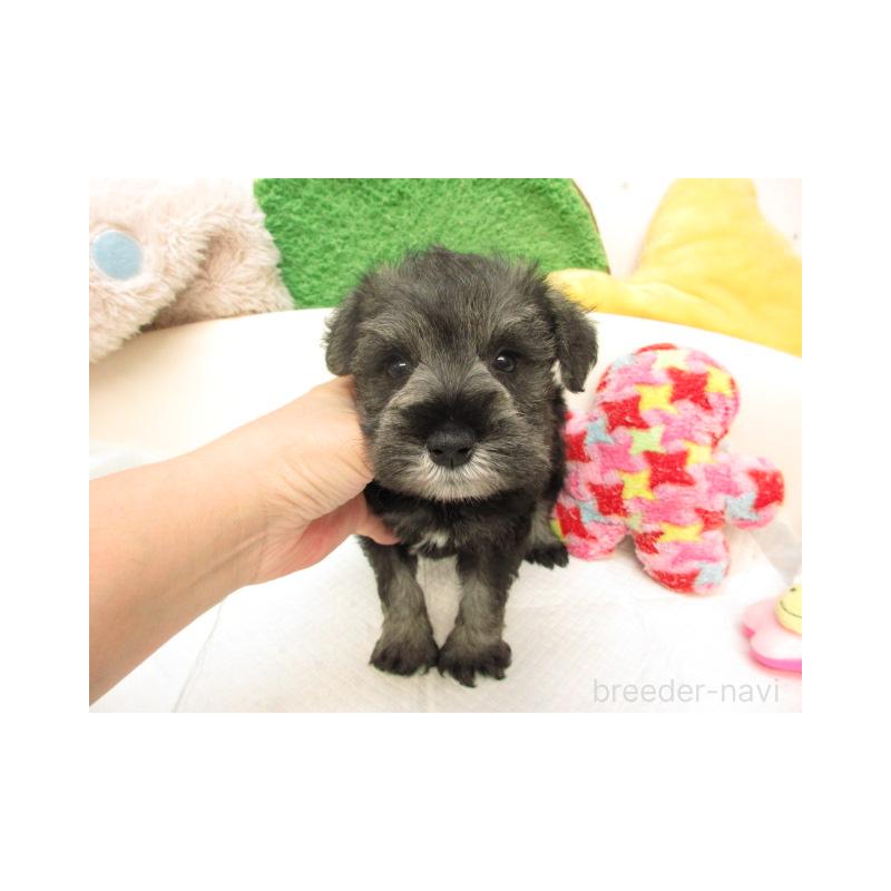 販売中の大阪府のミニチュアシュナウザー-415341の2枚目