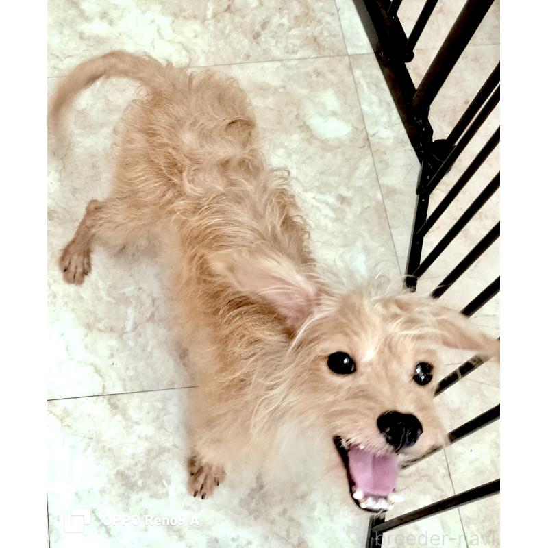 販売中の沖縄県のミックス犬-415351の1枚目