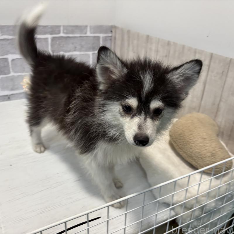 販売中の東京都のミックス犬-394991の5枚目