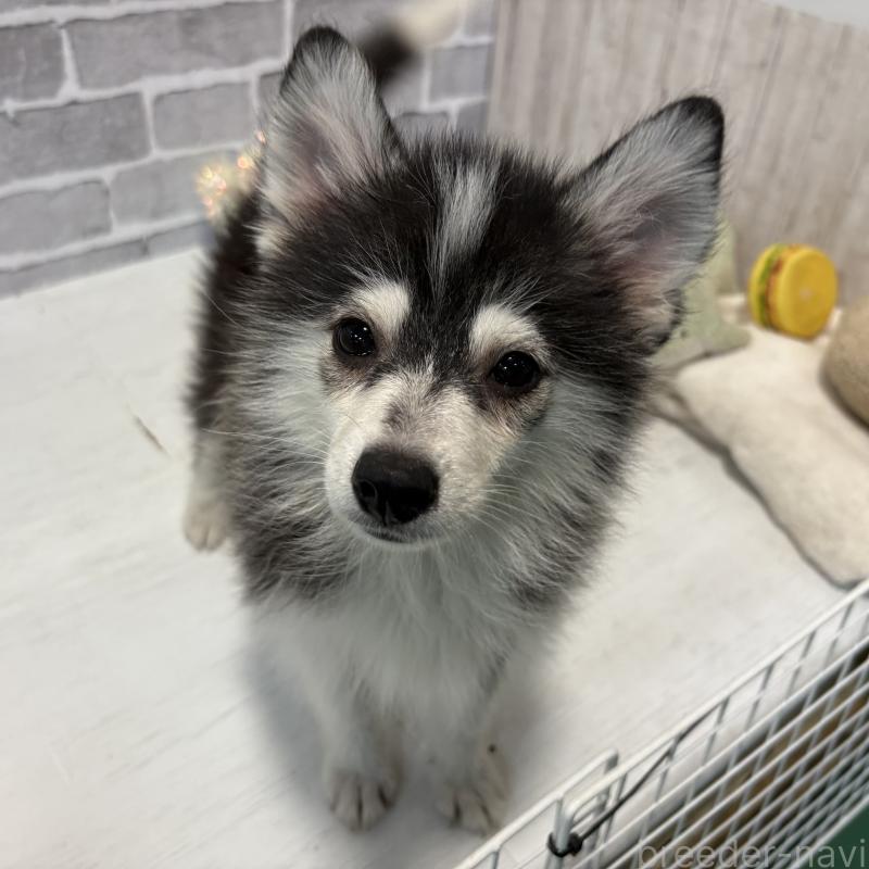 販売中の東京都のミックス犬-394991の4枚目