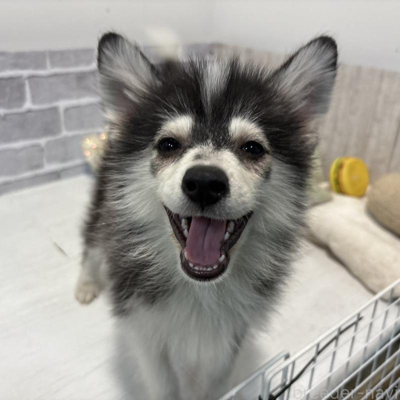 販売中の東京都のミックス犬-394991の3枚目