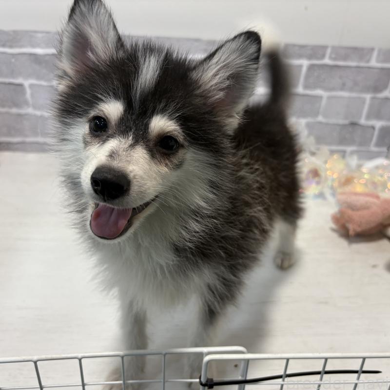 販売中の東京都のミックス犬-394991の2枚目