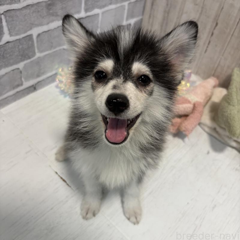販売中ののミックス犬-394991