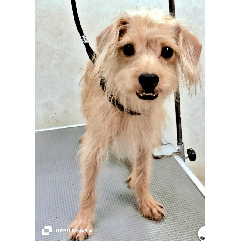 販売中の沖縄県のミックス犬-415351の2枚目
