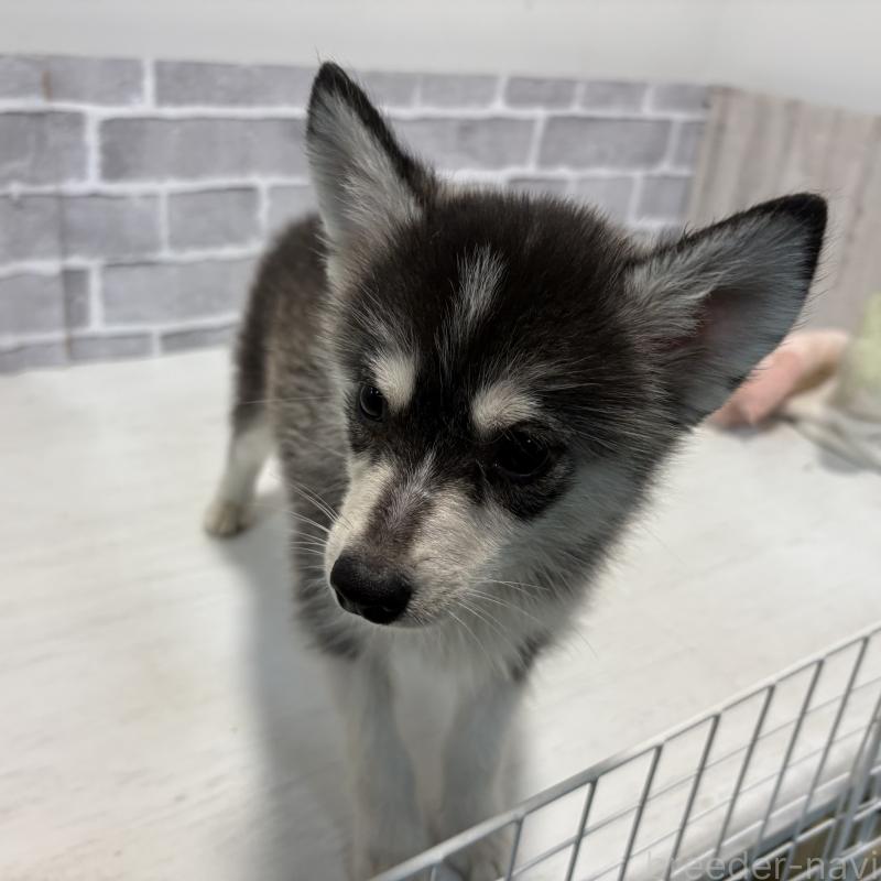 販売中の東京都のミックス犬-394992の4枚目