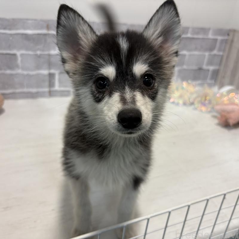 販売中の東京都のミックス犬-394992の3枚目