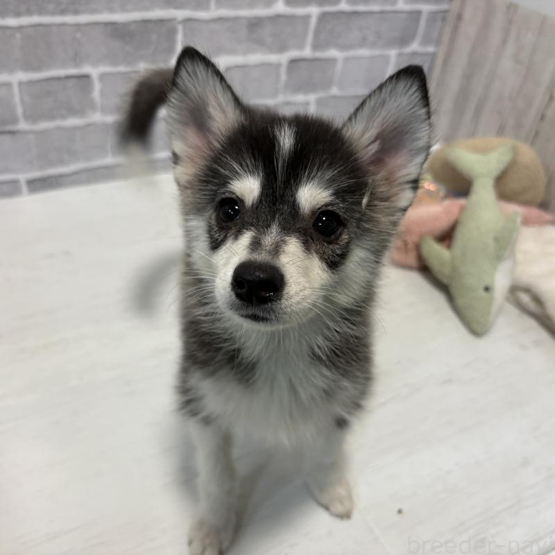 販売中の東京都のミックス犬-394992の1枚目