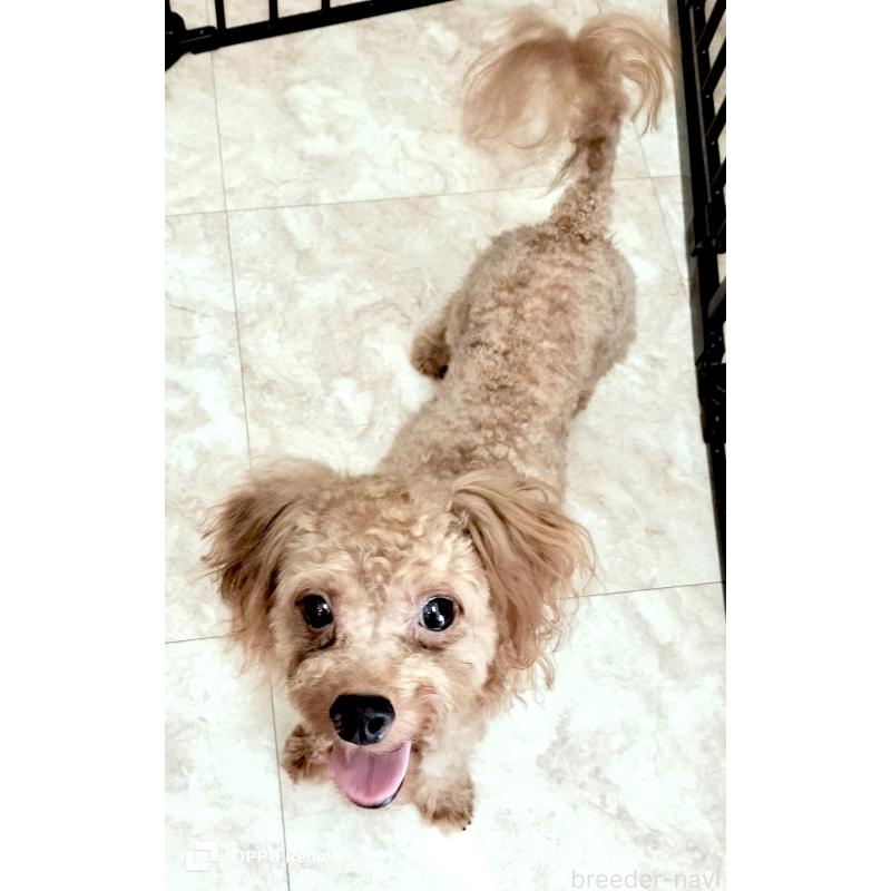 成約済の沖縄県のミックス犬-414647の2枚目