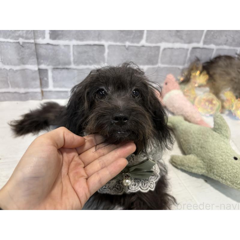 販売中の東京都のチワプー:チワワ×トイプードル-381397の5枚目