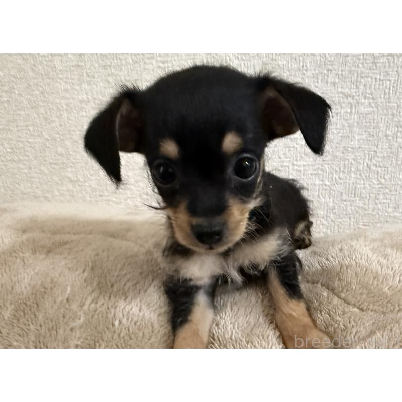 販売中の静岡県のチワプー:チワワ×トイプードル-415370の3枚目