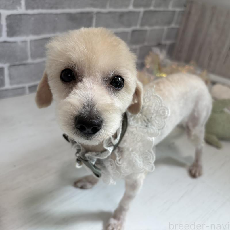 販売中の東京都のチワプー:チワワ×トイプードル-349269の6枚目