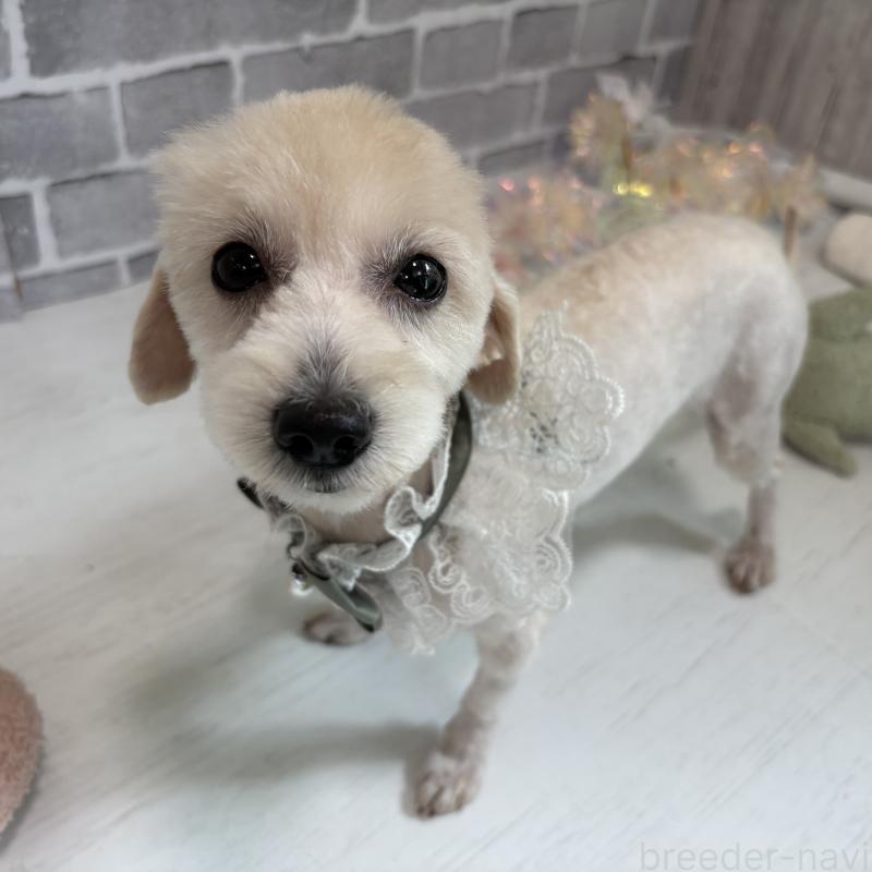 販売中の東京都のチワプー:チワワ×トイプードル-349269の5枚目