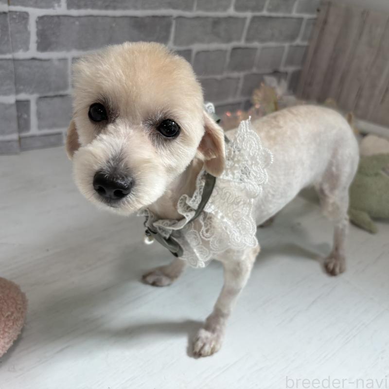 販売中の東京都のチワプー:チワワ×トイプードル-349269の4枚目