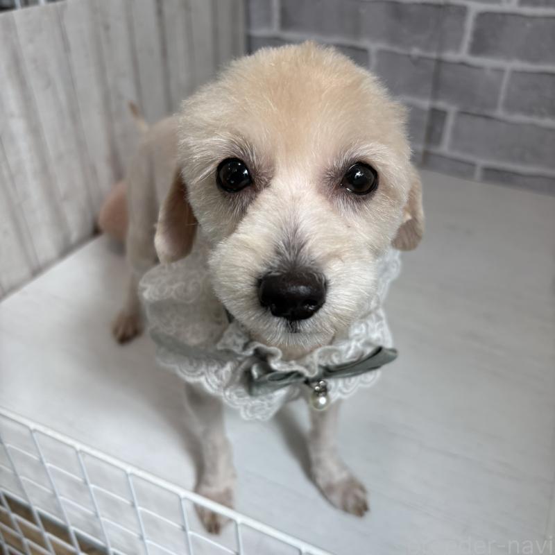 販売中の東京都のチワプー:チワワ×トイプードル-349269の3枚目