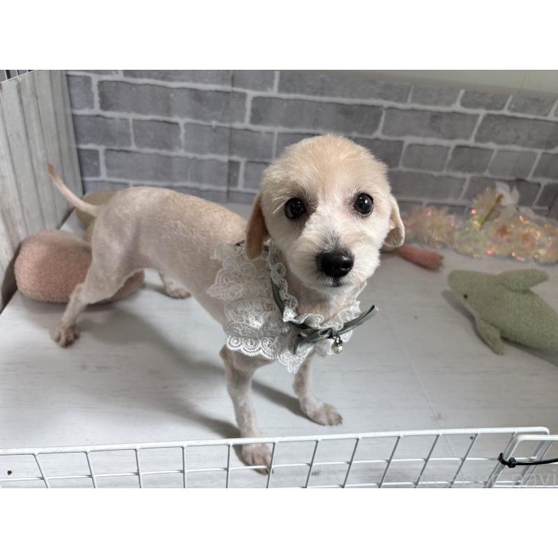 販売中の東京都のチワプー:チワワ×トイプードル-349269の2枚目