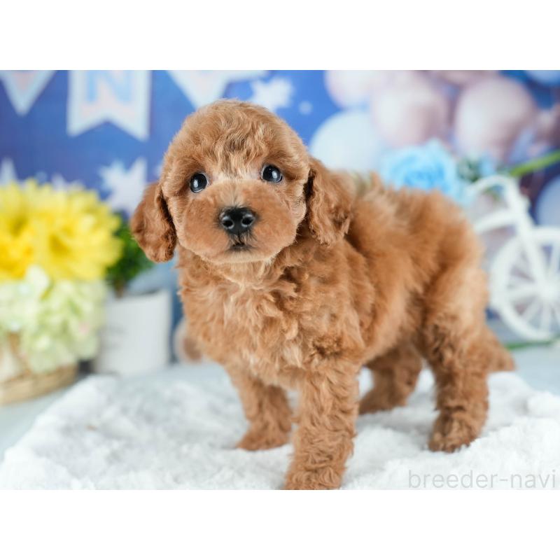 販売中の茨城県のトイプードル-415368の3枚目