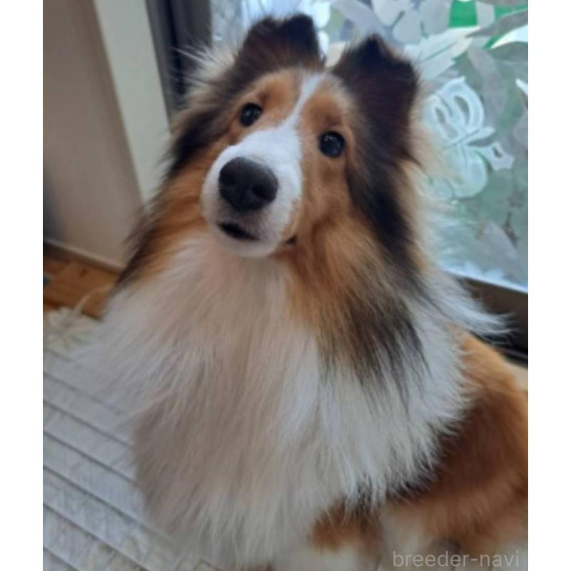 アビちゃんちゃん1枚目