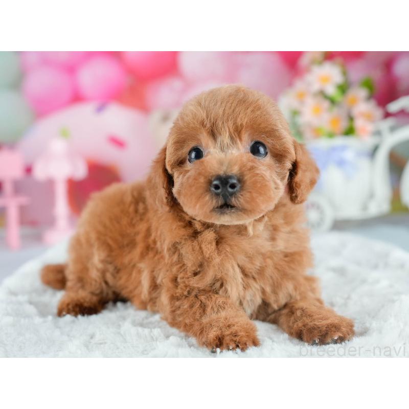 販売中の茨城県のトイプードル-415371の4枚目