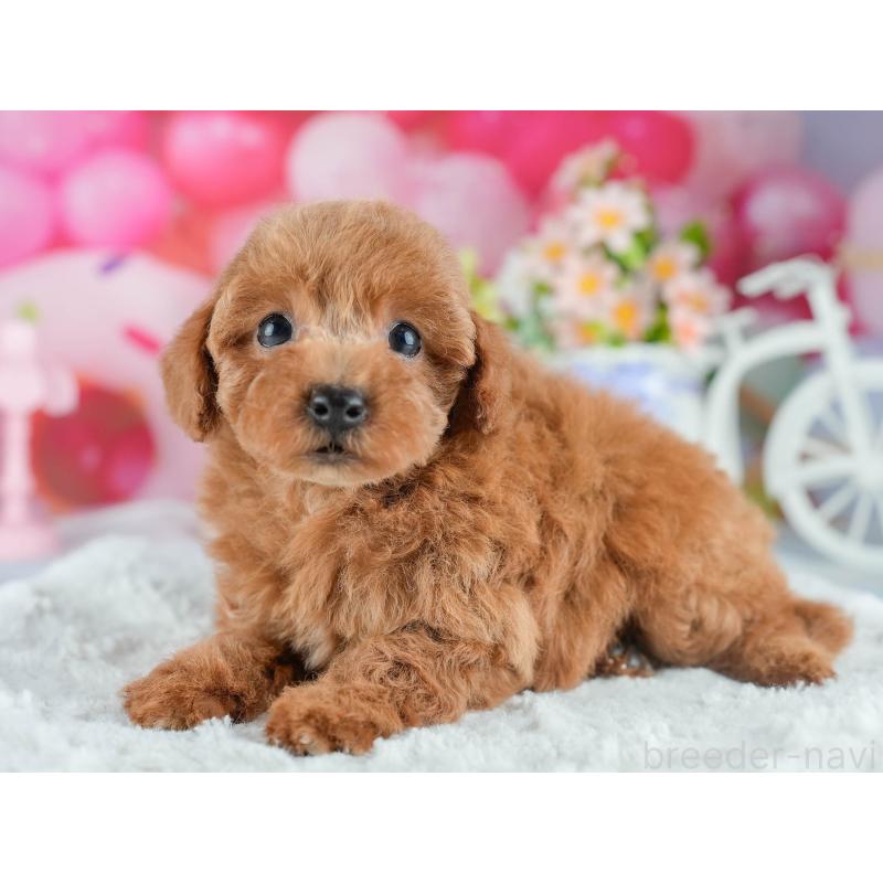 販売中の茨城県のトイプードル-415371の3枚目