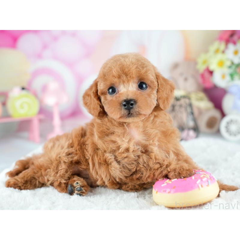 販売中の茨城県のトイプードル-415373の7枚目