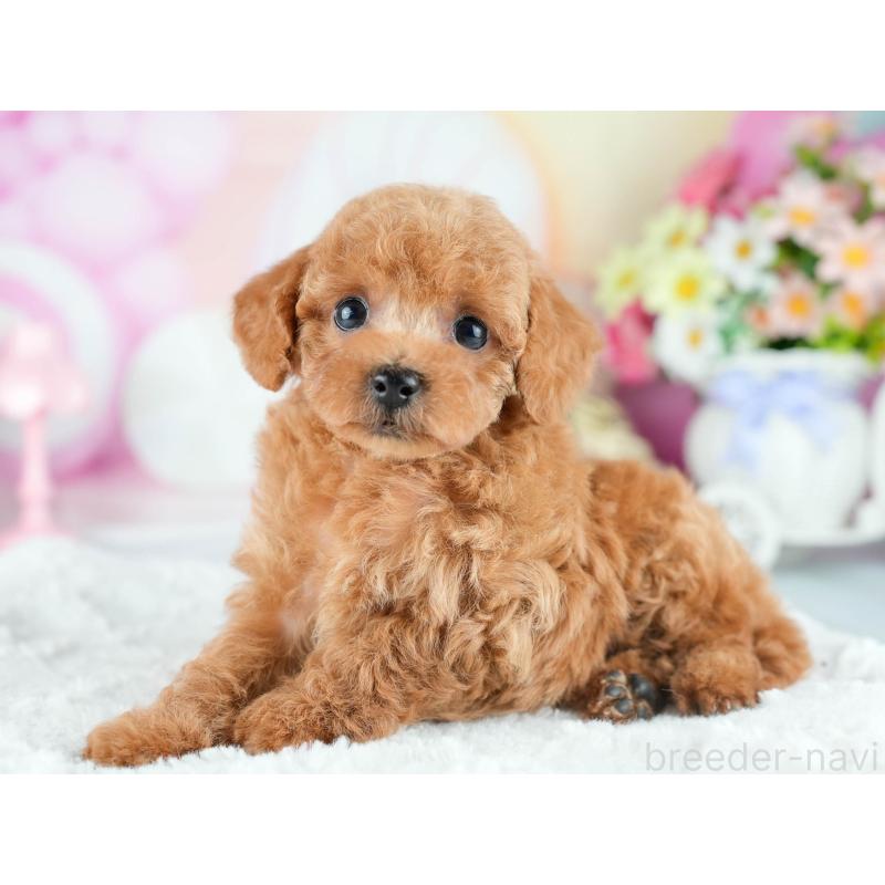 販売中の茨城県のトイプードル-415373の6枚目
