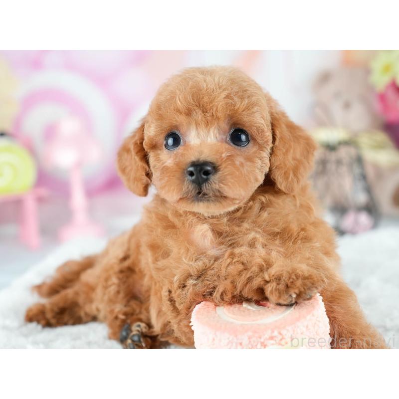 販売中の茨城県のトイプードル-415373の4枚目