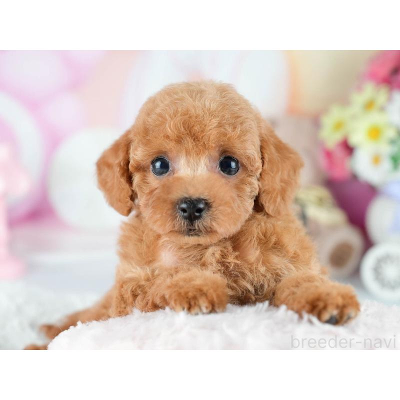 販売中の茨城県のトイプードル-415373の3枚目