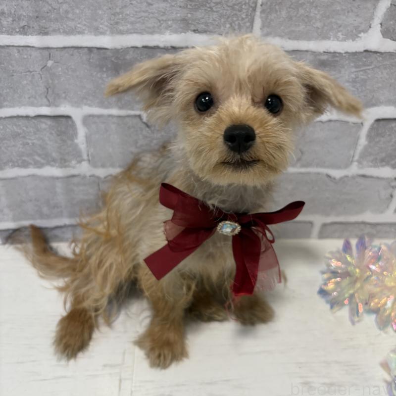 販売中の東京都のミックス犬-394134