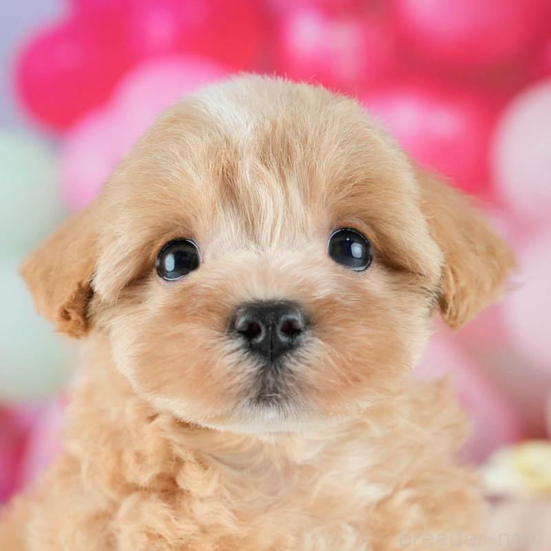 販売中ののミックス犬-415378