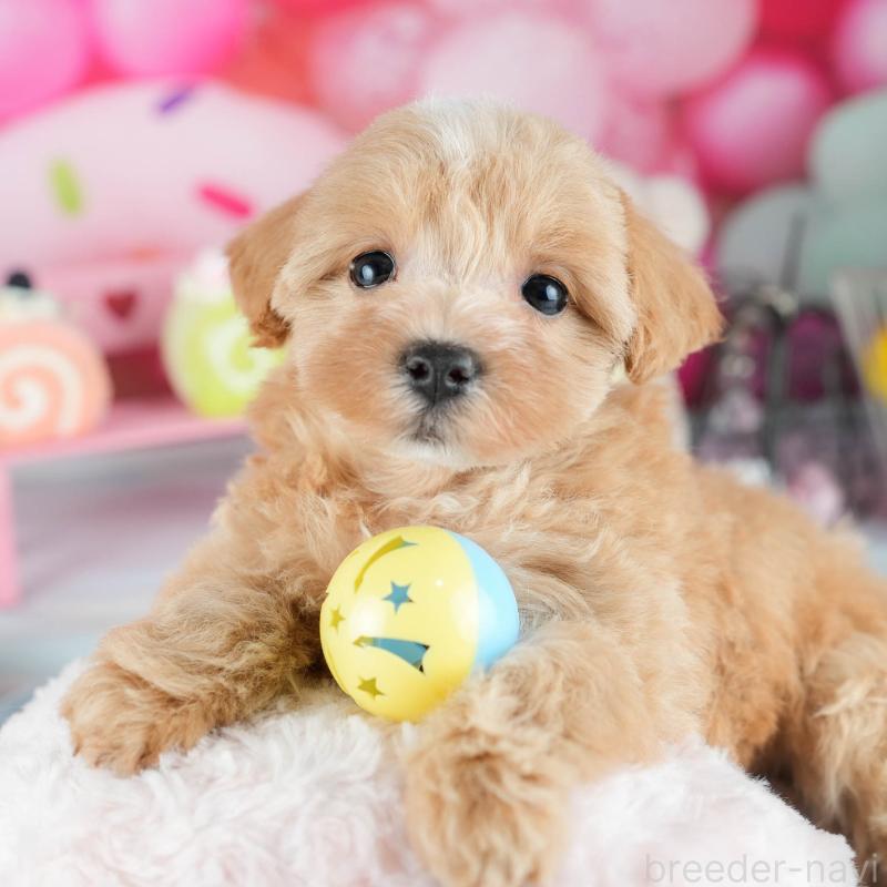 販売中の茨城県のミックス犬-415378の8枚目