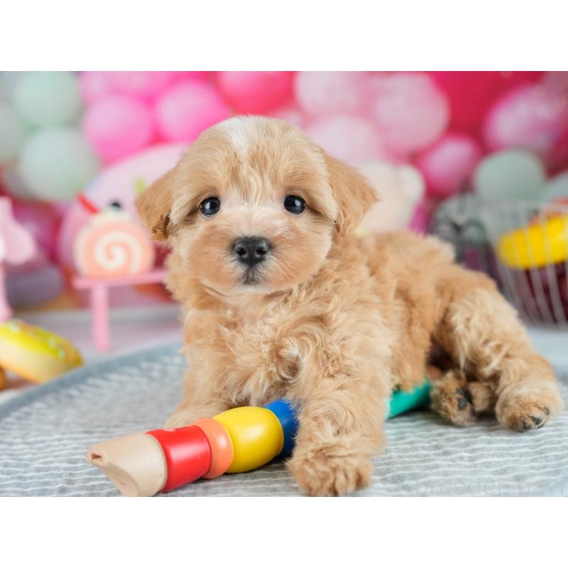 販売中の茨城県のミックス犬-415378の7枚目