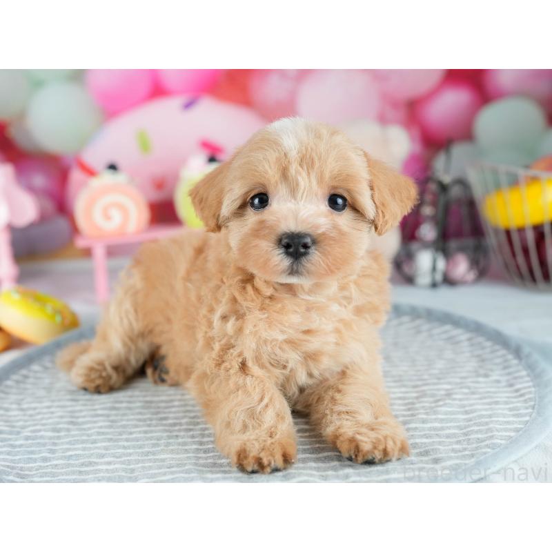 販売中の茨城県のミックス犬-415378の6枚目