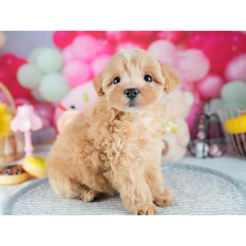 販売中の茨城県のミックス犬-415378の5枚目
