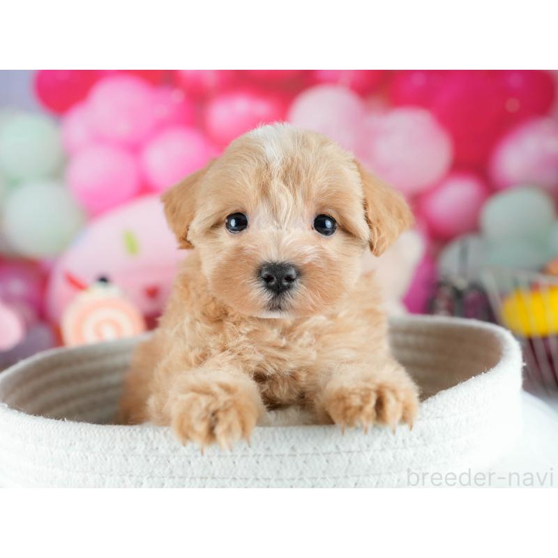 販売中の茨城県のミックス犬-415378の4枚目