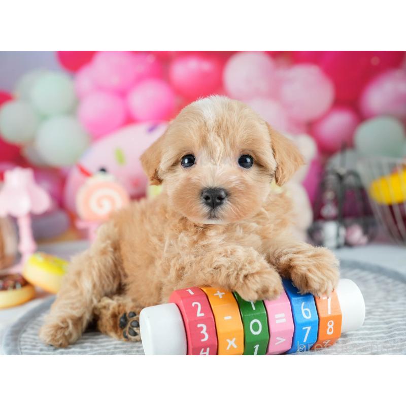 販売中の茨城県のミックス犬-415378の3枚目